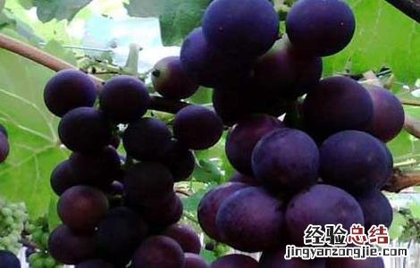 大棚巨峰葡萄种植技术与管理 巨峰葡萄高产栽培技术