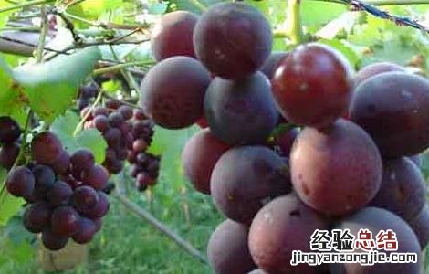 大棚巨峰葡萄种植技术与管理 巨峰葡萄高产栽培技术