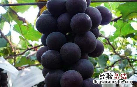 大棚巨峰葡萄种植技术与管理 巨峰葡萄高产栽培技术