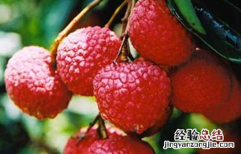 妃子笑荔枝丰产稳产栽培经验 妃子笑荔枝高产栽培技术