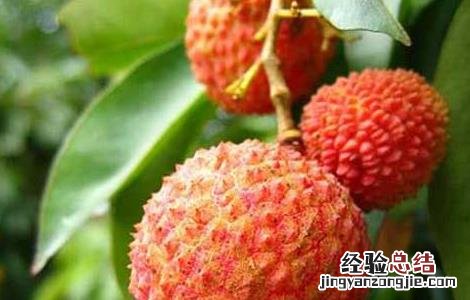 妃子笑荔枝丰产稳产栽培经验 妃子笑荔枝高产栽培技术