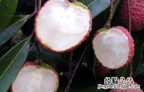 妃子笑荔枝丰产稳产栽培经验 妃子笑荔枝高产栽培技术
