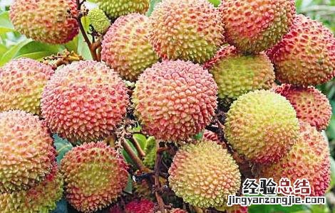 妃子笑荔枝丰产稳产栽培经验 妃子笑荔枝高产栽培技术