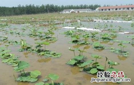 莲藕的高产种植技术有哪些 莲藕的高产种植技术