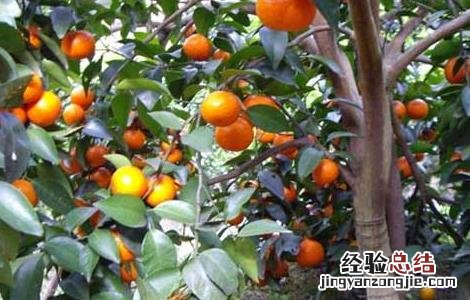 沙糖桔高产栽培技术 沙糖桔高产栽培技术视频