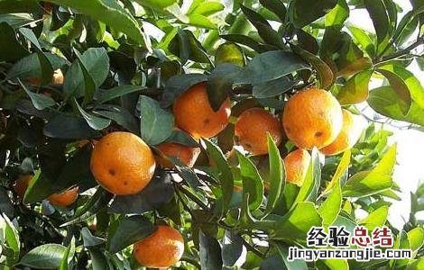 沙糖桔高产栽培技术 沙糖桔高产栽培技术视频