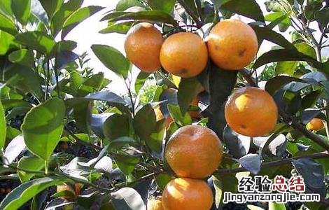 沙糖桔高产栽培技术 沙糖桔高产栽培技术视频
