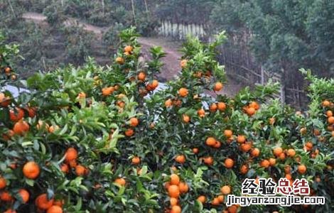 沙糖桔高产栽培技术 沙糖桔高产栽培技术视频