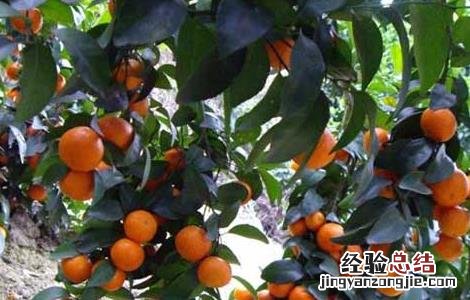 沙糖桔高产栽培技术 沙糖桔高产栽培技术视频