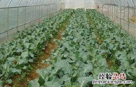 棚室常见气害种类及防治方法 棚室常见气害种类及防治方法视频