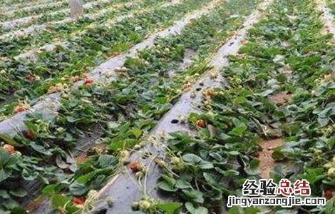 棚室常见气害种类及防治方法 棚室常见气害种类及防治方法视频