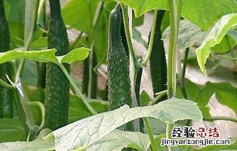 棚室常见气害种类及防治方法 棚室常见气害种类及防治方法视频