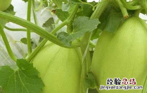 香瓜高产栽培技术 香瓜种植高产技术