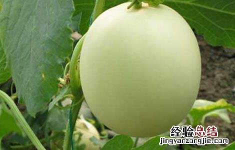 香瓜高产栽培技术 香瓜种植高产技术