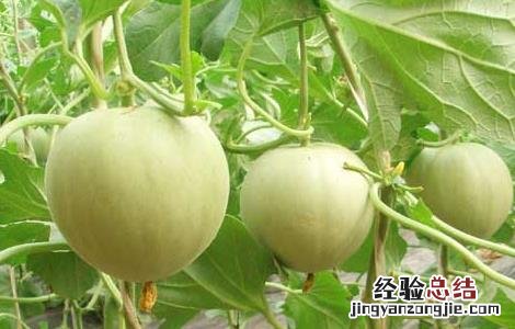 香瓜高产栽培技术 香瓜种植高产技术