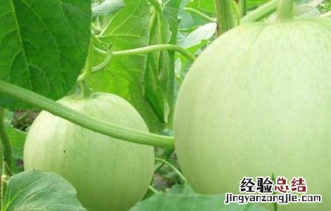 香瓜高产栽培技术 香瓜种植高产技术
