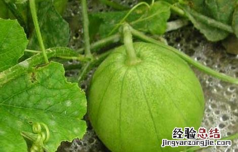 香瓜高产栽培技术 香瓜种植高产技术