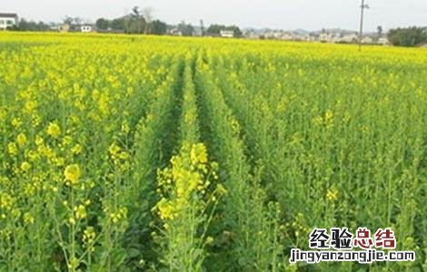 油菜冬季施肥技术 油菜春季施肥技术