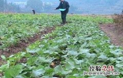 油菜冬季施肥技术 油菜春季施肥技术