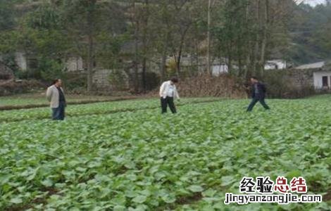 油菜冬季施肥技术 油菜春季施肥技术