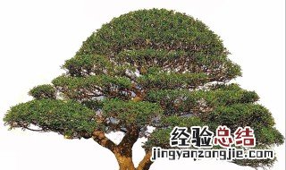 胡椒木怎样换盆最好 胡椒木怎样换盆