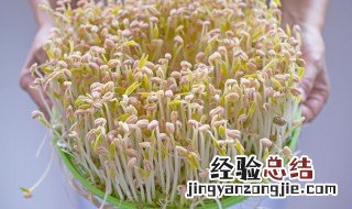 绿豆芽怎样画 绿豆芽绘三丝怎么做