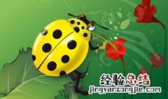 青蛈在古代是什么称呼 青蚨在古代是什么的称呼