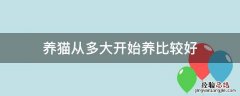 养猫从多大开始养比较好 养猫最好从多大开始养