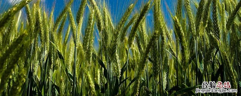 小麦病害有哪些 小麦病害有哪些主要类型?发生特点和趋势是什么