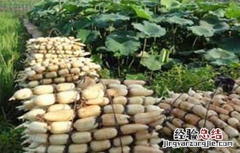 莲藕需肥特性 莲藕的生长特性与施肥