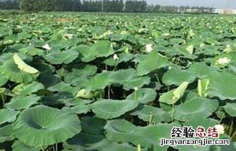 莲藕需肥特性 莲藕的生长特性与施肥