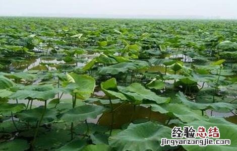 莲藕需肥特性 莲藕的生长特性与施肥
