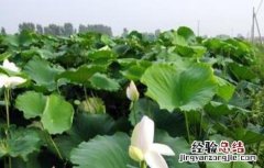 莲藕需肥特性 莲藕的生长特性与施肥
