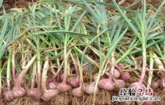独头蒜的种植技术 独头蒜种植技术农广天地