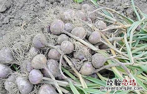 独头蒜的种植技术 独头蒜种植技术农广天地