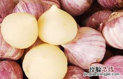 独头蒜的种植技术 独头蒜种植技术农广天地