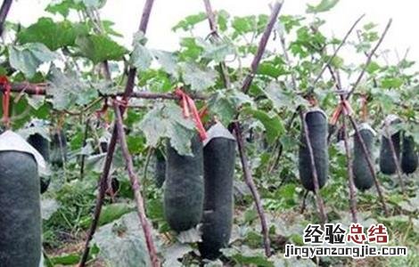 黑皮冬瓜的栽培技术 黑皮冬瓜的栽培技术与管理