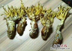 金蝉花的正确食用方法方式，吃金蝉花的害处