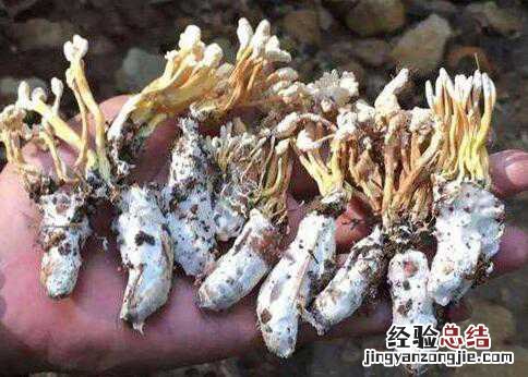 金蝉花虫草的功效与作用大别山 金蝉花虫草的功效与作用