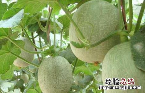 哈密瓜种植技术 哈密瓜种植技术管理视频