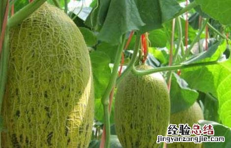 哈密瓜种植技术 哈密瓜种植技术管理视频