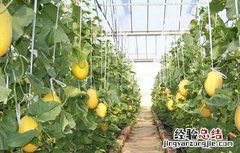 哈密瓜种植技术 哈密瓜种植技术管理视频