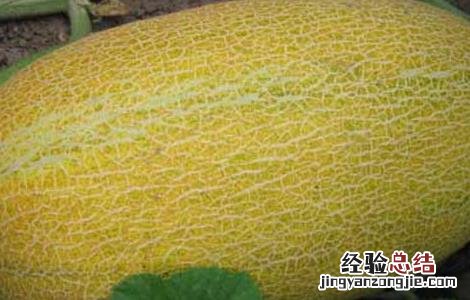 哈密瓜种植技术 哈密瓜种植技术管理视频