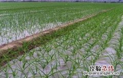 大蒜春季施肥技术要点 大蒜春季施肥技术