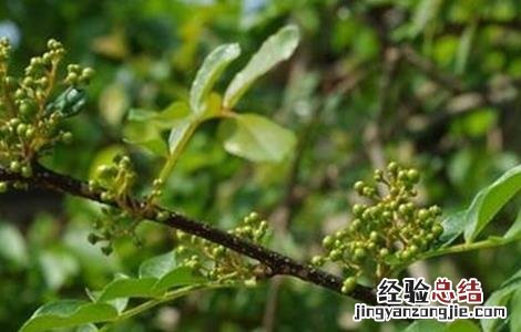 花椒树春季管理技术视频 花椒树春季管理技术