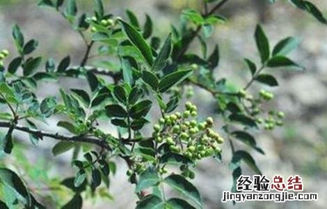 花椒树春季管理技术视频 花椒树春季管理技术