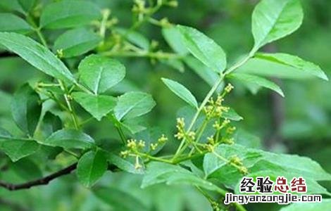 花椒树春季管理技术视频 花椒树春季管理技术