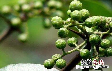 花椒树春季管理技术视频 花椒树春季管理技术