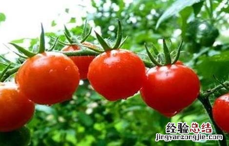 番茄栽培管理技术要点 番茄种植管理步骤