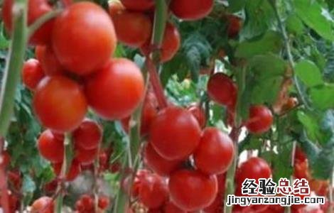 番茄栽培管理技术要点 番茄种植管理步骤